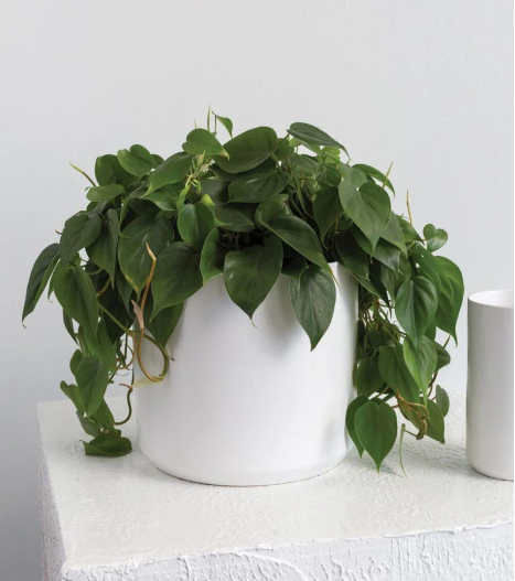 Personalized Ceramic Planter for Him